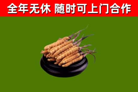 峡江烟酒回收冬虫夏草.jpg